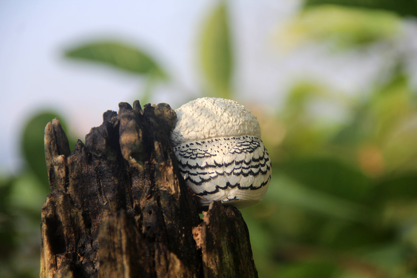 Owl Figurine - White