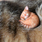 Cat in Teacup Figurine - Orange Tabby