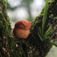 Owl Figurine - Brown