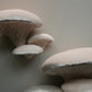 Oyster Mushroom - Textile Wall Hanging Decor